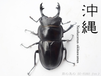 ■オキマル & ノコギリ色々ビン交換 & ショック！ & 沖縄カラスアゲハ & 国産ノコ用標本箱