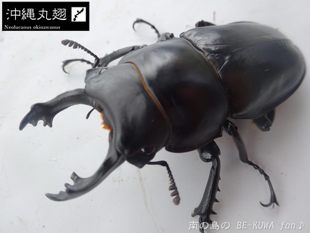 ■オキマル & ノコギリ色々ビン交換 & ショック！ & 沖縄カラスアゲハ & 国産ノコ用標本箱