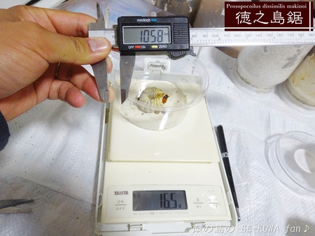 ■オキマル & ノコギリ色々ビン交換 & ショック！ & 沖縄カラスアゲハ & 国産ノコ用標本箱