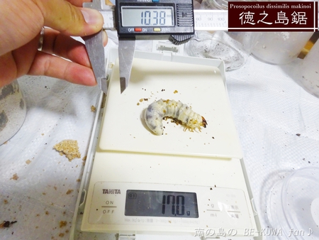 ■オキマル & ノコギリ色々ビン交換 & ショック！ & 沖縄カラスアゲハ & 国産ノコ用標本箱