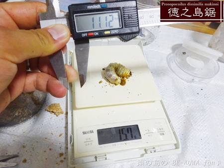■オキマル & ノコギリ色々ビン交換 & ショック！ & 沖縄カラスアゲハ & 国産ノコ用標本箱