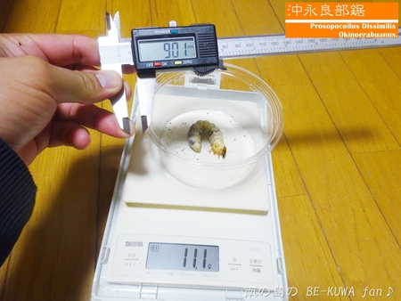 ■オキマル & ノコギリ色々ビン交換 & ショック！ & 沖縄カラスアゲハ & 国産ノコ用標本箱