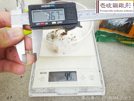 ■オキマル & ノコギリ色々ビン交換 & ショック！ & 沖縄カラスアゲハ & 国産ノコ用標本箱
