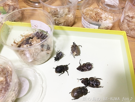 ■オキマル & ノコギリ色々ビン交換 & ショック！ & 沖縄カラスアゲハ & 国産ノコ用標本箱
