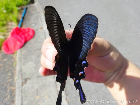 ■オキマル & ノコギリ色々ビン交換 & ショック！ & 沖縄カラスアゲハ & 国産ノコ用標本箱
