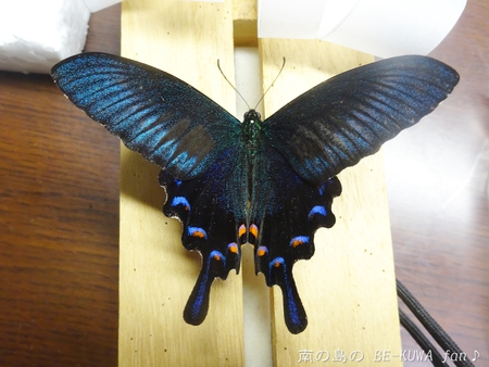 ■オキマル & ノコギリ色々ビン交換 & ショック！ & 沖縄カラスアゲハ & 国産ノコ用標本箱