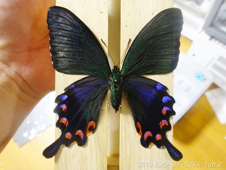 ■オキマル & ノコギリ色々ビン交換 & ショック！ & 沖縄カラスアゲハ & 国産ノコ用標本箱
