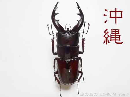 ■オキナワノコギリ & トカラノコビン交換 & グラントシロカブト & ナガサキアゲハ♀