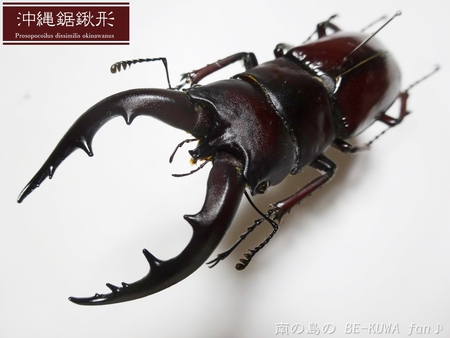 ■オキナワノコギリ & トカラノコビン交換 & グラントシロカブト & ナガサキアゲハ♀