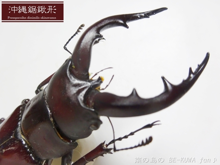 ■オキナワノコギリ & トカラノコビン交換 & グラントシロカブト & ナガサキアゲハ♀