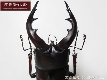 ■オキナワノコギリ & トカラノコビン交換 & グラントシロカブト & ナガサキアゲハ♀