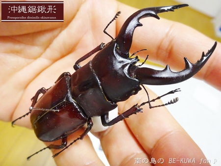 ■オキナワノコギリ & トカラノコビン交換 & グラントシロカブト & ナガサキアゲハ♀
