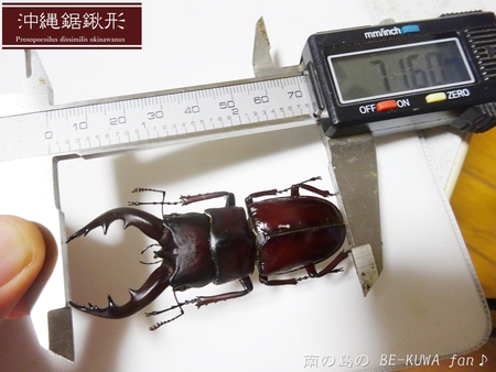■オキナワノコギリ & トカラノコビン交換 & グラントシロカブト & ナガサキアゲハ♀