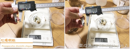 ■オキナワノコギリ & トカラノコビン交換 & グラントシロカブト & ナガサキアゲハ♀