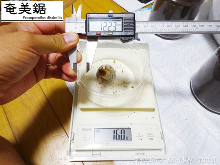 ■頂き物DHH & ノコギリビン交換 & ペレメタ幼虫 & オキマル & ナガサキアゲハ♂