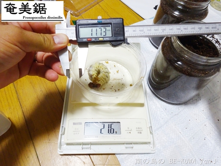 ■頂き物DHH & ノコギリビン交換 & ペレメタ幼虫 & オキマル & ナガサキアゲハ♂