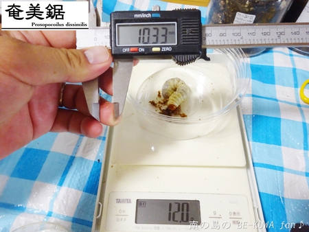 ■頂き物DHH & ノコギリビン交換 & ペレメタ幼虫 & オキマル & ナガサキアゲハ♂