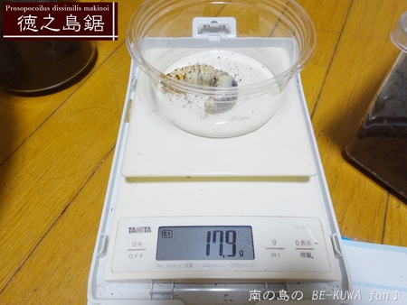 ■頂き物DHH & ノコギリビン交換 & ペレメタ幼虫 & オキマル & ナガサキアゲハ♂
