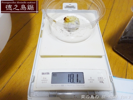 ■頂き物DHH & ノコギリビン交換 & ペレメタ幼虫 & オキマル & ナガサキアゲハ♂