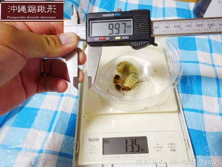 ■頂き物DHH & ノコギリビン交換 & ペレメタ幼虫 & オキマル & ナガサキアゲハ♂