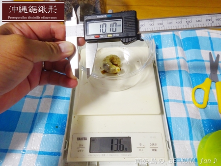 ■頂き物DHH & ノコギリビン交換 & ペレメタ幼虫 & オキマル & ナガサキアゲハ♂