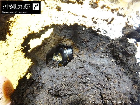 ■頂き物DHH & ノコギリビン交換 & ペレメタ幼虫 & オキマル & ナガサキアゲハ♂