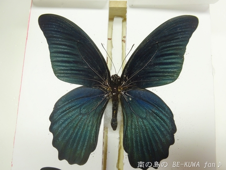 ■頂き物DHH & ノコギリビン交換 & ペレメタ幼虫 & オキマル & ナガサキアゲハ♂