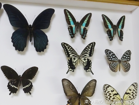 ■頂き物DHH & ノコギリビン交換 & ペレメタ幼虫 & オキマル & ナガサキアゲハ♂