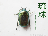 ■リュウキュウオオハナムグリ & ウガン & 頂き物 & 沖縄カラスアゲハ & ペレメタ展足 2017/06/26 00:20:00