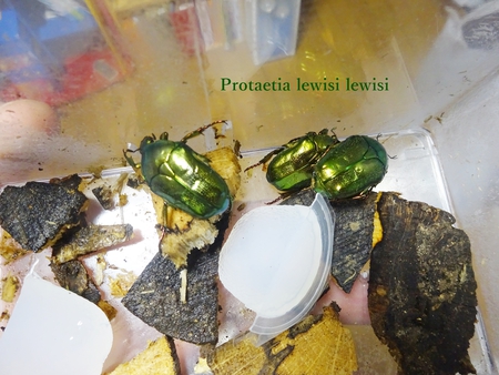 ■リュウキュウオオハナムグリ & ウガン & 頂き物 & 沖縄カラスアゲハ & ペレメタ展足