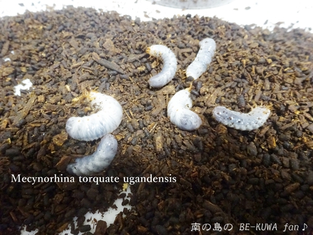 ■リュウキュウオオハナムグリ & ウガン & 頂き物 & 沖縄カラスアゲハ & ペレメタ展足