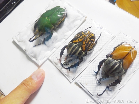 ■リュウキュウオオハナムグリ & ウガン & 頂き物 & 沖縄カラスアゲハ & ペレメタ展足