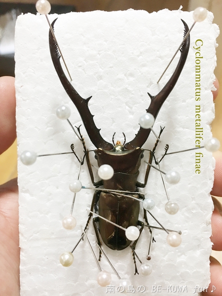 ■リュウキュウオオハナムグリ & ウガン & 頂き物 & 沖縄カラスアゲハ & ペレメタ展足