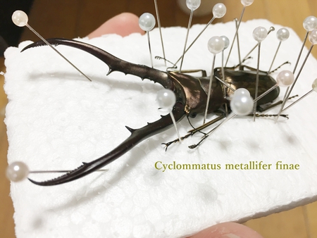 ■リュウキュウオオハナムグリ & ウガン & 頂き物 & 沖縄カラスアゲハ & ペレメタ展足