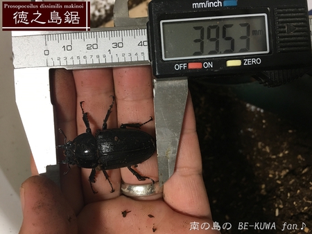 ■トクノシマノコギリ2017WD & ハイボルテージ２ & ノコビン交換色々 & 頂き物 & アオタテハモドキ