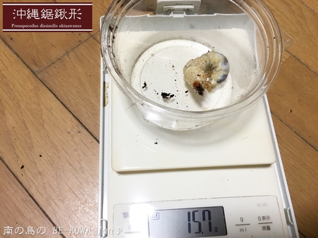 ■トクノシマノコギリ2017WD & ハイボルテージ２ & ノコビン交換色々 & 頂き物 & アオタテハモドキ