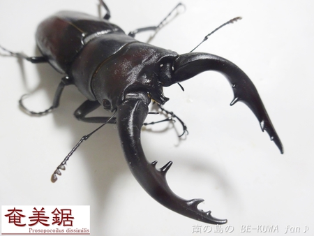 ■アマノコＷＩＬＤ & トクノコ & 期待のアマノコ幼虫 & ＵＶシート