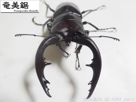■アマノコＷＩＬＤ & トクノコ & 期待のアマノコ幼虫 & ＵＶシート
