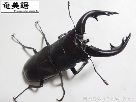 ■アマノコＷＩＬＤ & トクノコ & 期待のアマノコ幼虫 & ＵＶシート