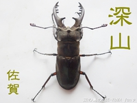 ■佐賀のカブクワ & アマノコ・トクノコ産卵セット & モンキアゲハ & オキノコ標本 2017/08/23 00:05:00