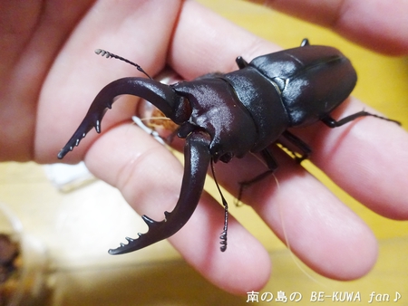 ■佐賀のカブクワ & アマノコ・トクノコ産卵セット & モンキアゲハ & オキノコ標本