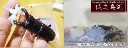 ■佐賀のカブクワ & アマノコ・トクノコ産卵セット & モンキアゲハ & オキノコ標本