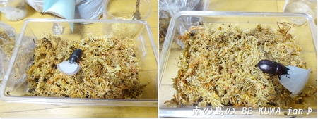 ■佐賀のカブクワ & アマノコ・トクノコ産卵セット & モンキアゲハ & オキノコ標本