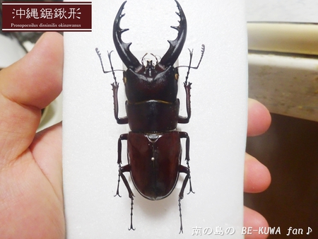 ■佐賀のカブクワ & アマノコ・トクノコ産卵セット & モンキアゲハ & オキノコ標本