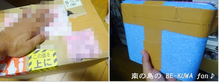 ■佐賀ノコギリ & 佐賀ヒラタ & アサギマダラ & オキマル