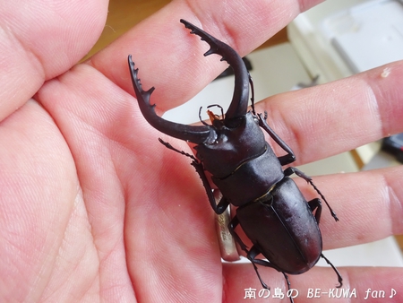 ■佐賀ノコギリ & 佐賀ヒラタ & アサギマダラ & オキマル