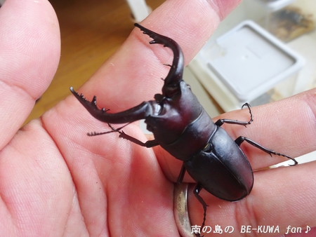 ■佐賀ノコギリ & 佐賀ヒラタ & アサギマダラ & オキマル
