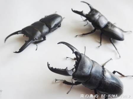 ■佐賀ノコギリ & 佐賀ヒラタ & アサギマダラ & オキマル