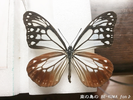 ■佐賀ノコギリ & 佐賀ヒラタ & アサギマダラ & オキマル