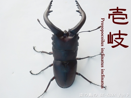 ■壱岐ノコWD & 壱岐カブトと本土ノコ(対馬産) & トクノシマノコ羽化 & 佐賀ノコ展足 & 蝶